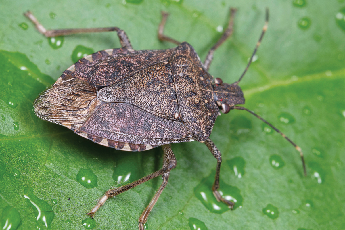 Stink bug