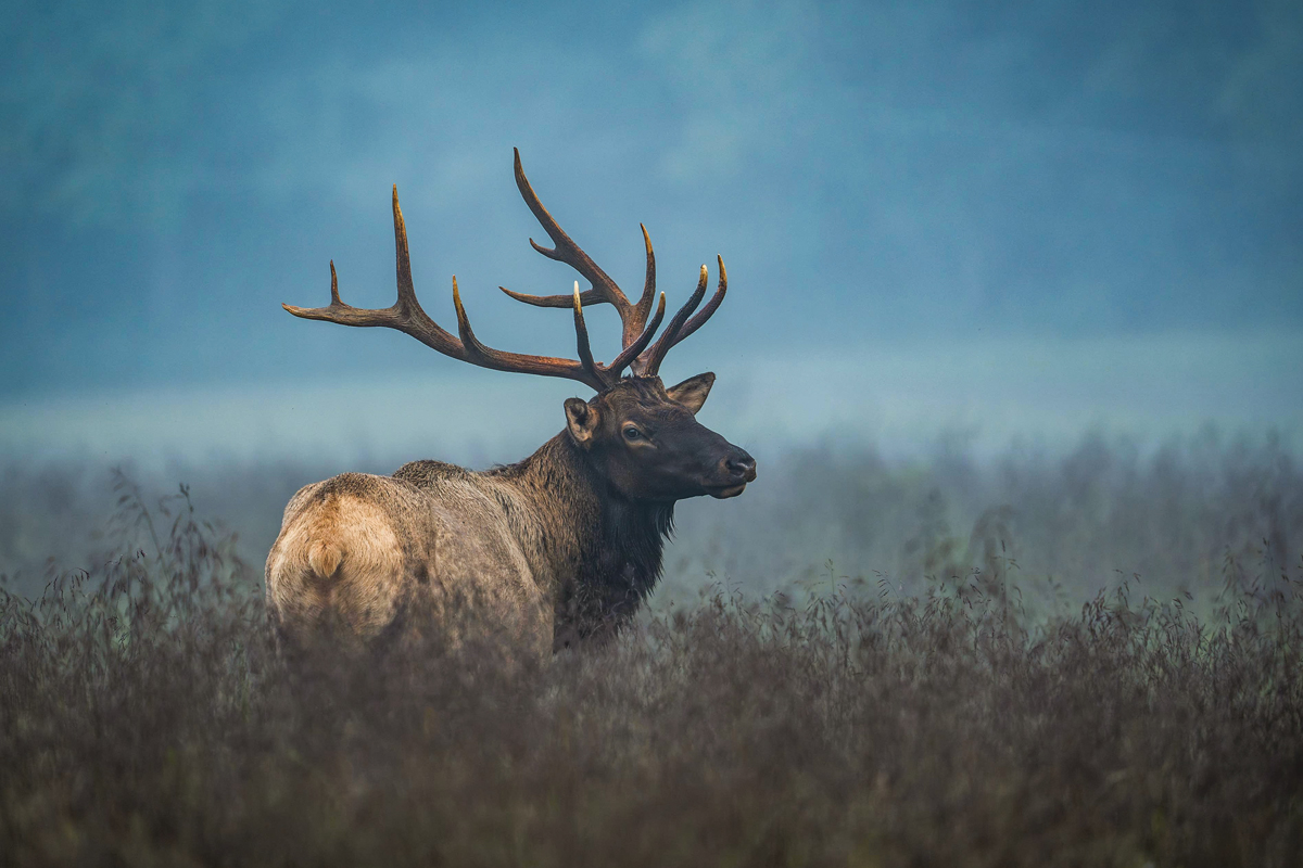 Conservationists optimistic about WNC elk hunt -